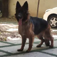 سگ ژرمن