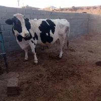 سلام کاوه هلشتاین|حیوانات مزرعه|زاویه, |دیوار