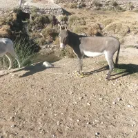 دو تا نر خر حرفه ای