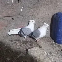 یکجفت پشت چاهی|پرنده|بجنورد, |دیوار