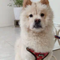 سگ چاوچاو|سگ|فردیس, قریشی|دیوار