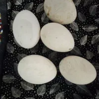 قوغاز. مولد. تخم نطفه دار