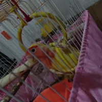 طوطی کوتوله نر