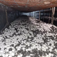 سالن قارچ اجاره ای