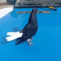 کبوتر جوجه دم سفید|پرنده|خواجه, |دیوار