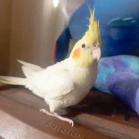 عروس هلندی لوتینو