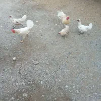 فروش 8مرغ محلی