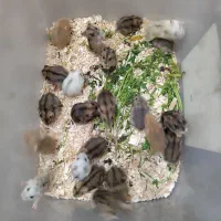 جشنواره ویژه همستر کمپل
