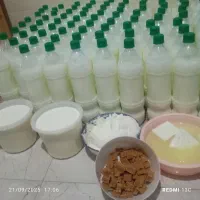 فروش ماست  پنیر محلی دوغ محلی ماست چکیده شکلات شیر|عمده‌فروشی|آق قلا, |دیوار