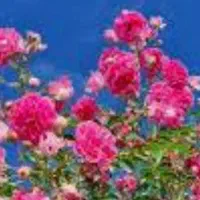 استخاره گرفته میشود