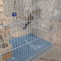 سهره  سرسیاه دورگ سهره کرمونی سهره قناری