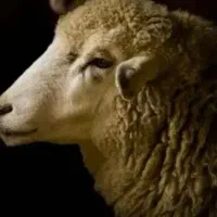 گوسفند زنده نرینه قلمدار با بهترین نژادهاپرگوشت