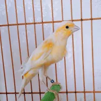 قناری نر جوان 2عدد|پرنده|فولادشهر, مسکن مهر فولادشهر|دیوار