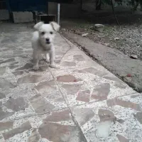 واگذاری سگ نر تریل|سگ|شاندرمن, |دیوار