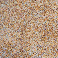 ذرت‌دامی‌خشک‌درجه‌یک|خدمات باغبانی و درختکاری|رابر, |دیوار