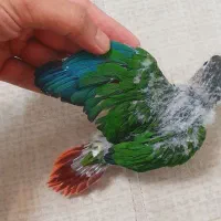 جوجه گرینچیک یلوسایداکستریم رد ۱ماهه سرلاکی