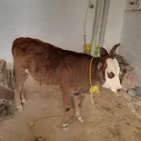 دو عدد گوساله جنس نر