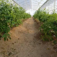 فروش-گلخانه