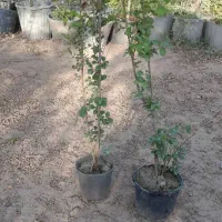 ترون ۴ ساله گلدان ۱۴ ریشه