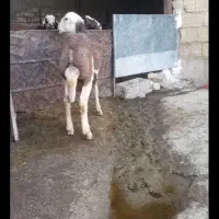 بره قوچ قود کله سفید|حیوانات مزرعه|کنگاور, |دیوار