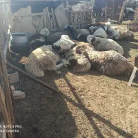 بره نر|حیوانات مزرعه|مرودشت, شهرک مهدیه|دیوار