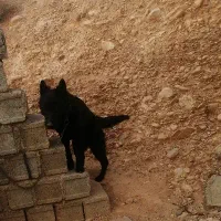 ژرمن بلک شولاین|سگ|شیراز, قلات|دیوار