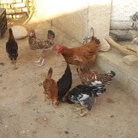 فروش فوری ۸ جوجه سالم و سرحال