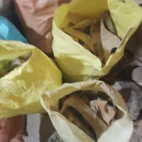 خرده چوب جنگلی|عمده‌فروشی|بندر انزلی, تربه گوده|دیوار