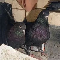 کبوتر سیاه|پرنده|شهرکرد, |دیوار