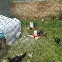 فروش مرغ و خروس محلی