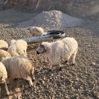 قوچ بزرگ وچاق آمد وکشتن