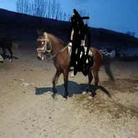 فروش اسب مادیان|اسب و تجهیزات اسبسواری|سبلان, |دیوار