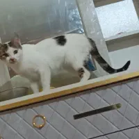 واگذاری رایگان گربه به شخصه مطمئن