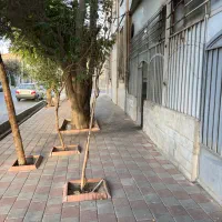 فروش مغازه50متری چیچکلو