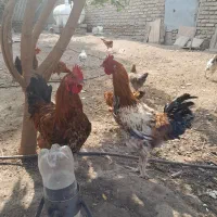 ده تا خروس بالغ|حیوانات مزرعه|گنبد کاووس, |دیوار