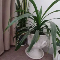 گل زیبای پاندانوس