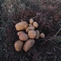 فروش سیب زمینی