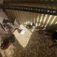 کبوتر پرشی|پرنده|تهران, بیسیم|دیوار