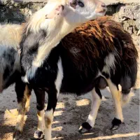 قوچ افشار پلنگی