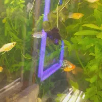 انواع ماهی گیاه خوار|ماهی|اردبیل, |دیوار