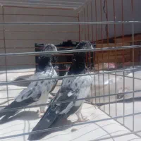 کبوترپاکستانی