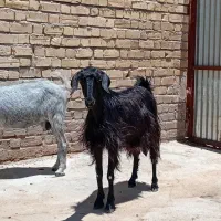 دوراس کولار بز ابستن از نژاد دوسه قلوزا