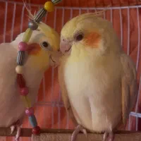 یک جفت طوطی عروس با قفس