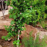 نهال گل یاس ۲ ساله