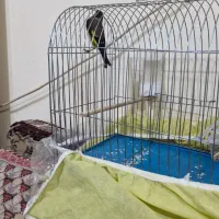 سیاه سهره ماده لچک پهن