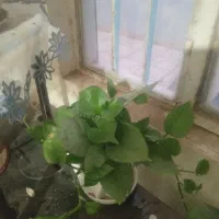 گل های زینتی
