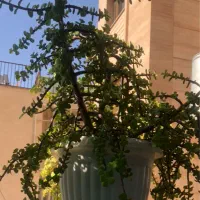 فروش کاکتوس وگلهای پرورش خانگی ومقاوم|گل و گیاه طبیعی|شیراز, فرهنگ شهر|دیوار