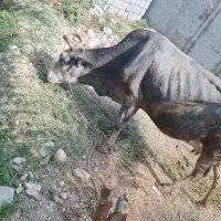 گاو با گوساله نر آدرس تخت