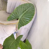گل بابا آدم