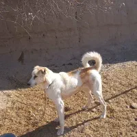 حیوان سگ|سگ|آبکوه, |دیوار